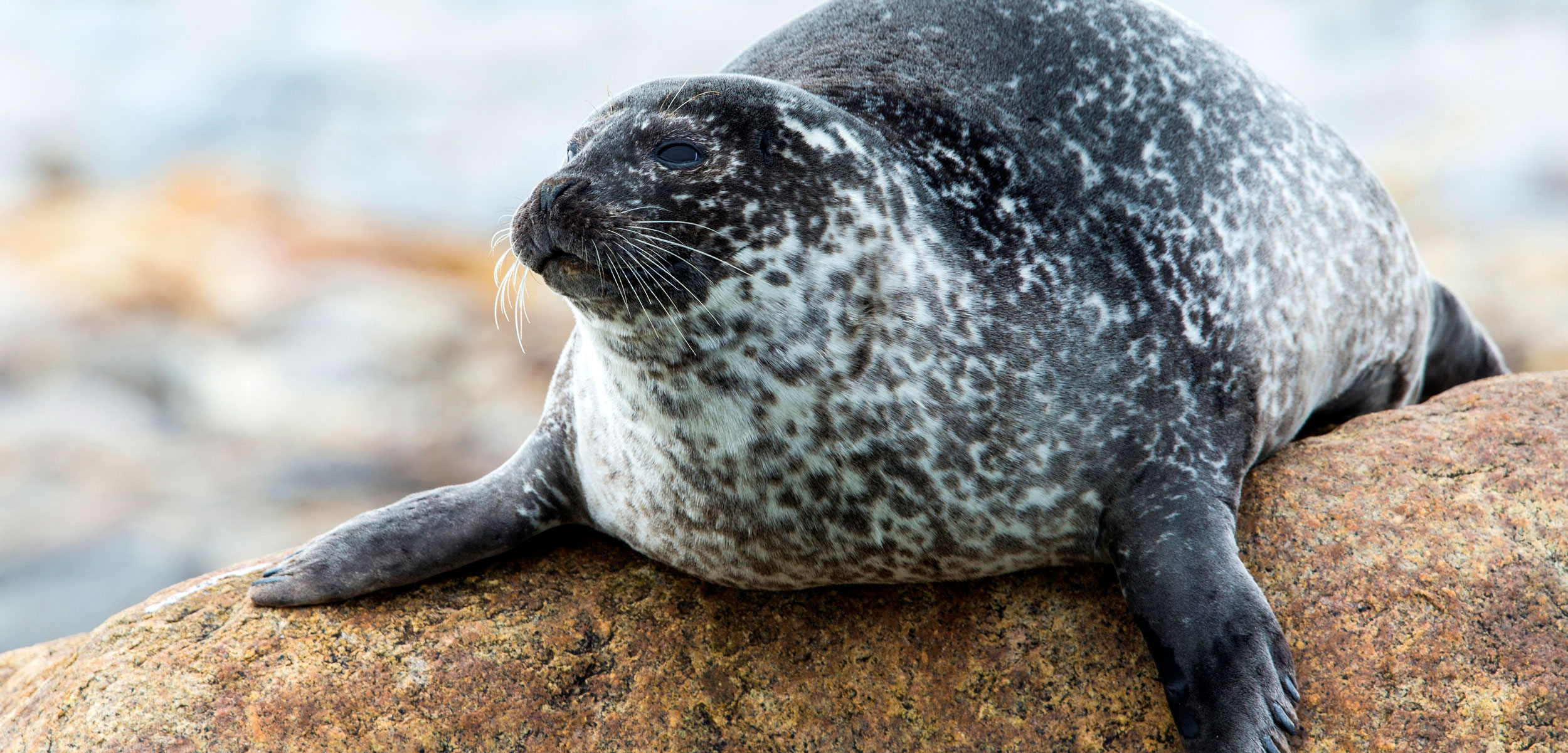 ringed seal on a rock in Svalbard, Norway